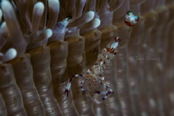 Tosa Commensal Shrimp by Taco Cheung 